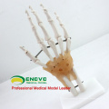 JOINT04 (12350) Medical Anatomy Life-Size Hand Joint with Ligaments Human Anatomical Models , Education Models